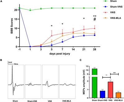 Vagus Nerve Stimulation Reduces Neuroinflammation Through Microglia Polarization Regulation to Improve Functional Recovery After Spinal Cord Injury